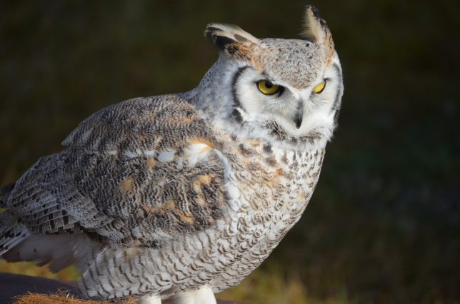 Wise Owl