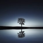 Tree and reflection