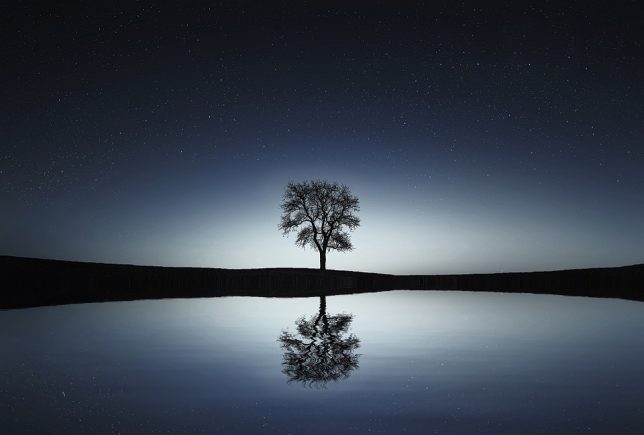Tree and reflection