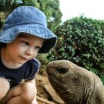 Boy watching tortoise