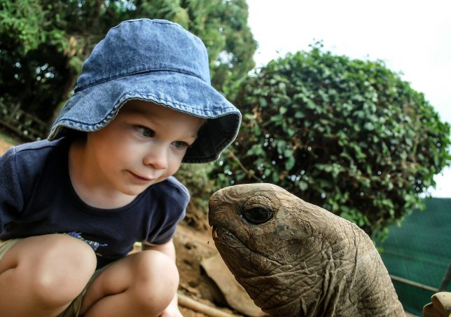 Boy watching tortoise